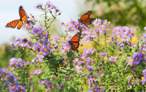 butterfly garden